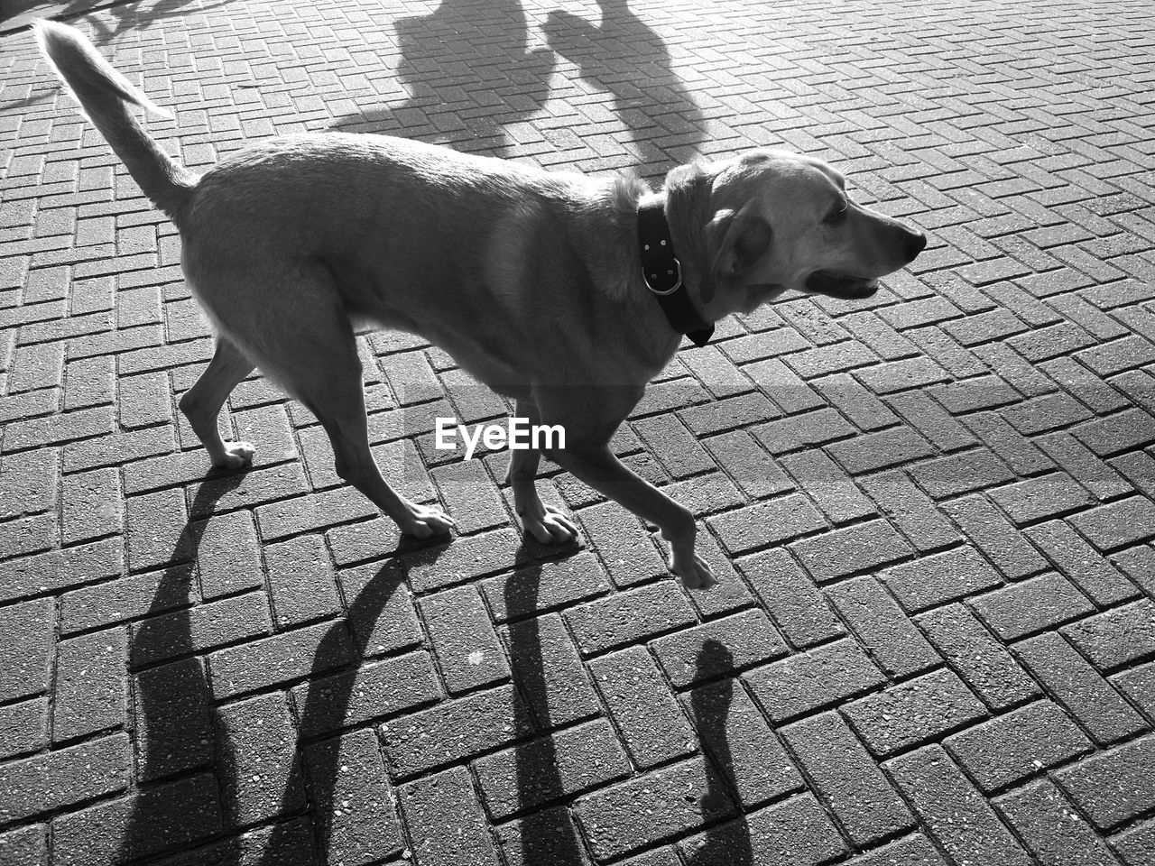 DOG ON COBBLESTONE