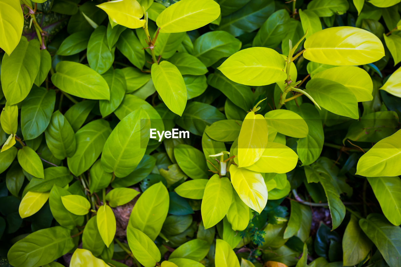 Full frame shot of yellow flowering plants