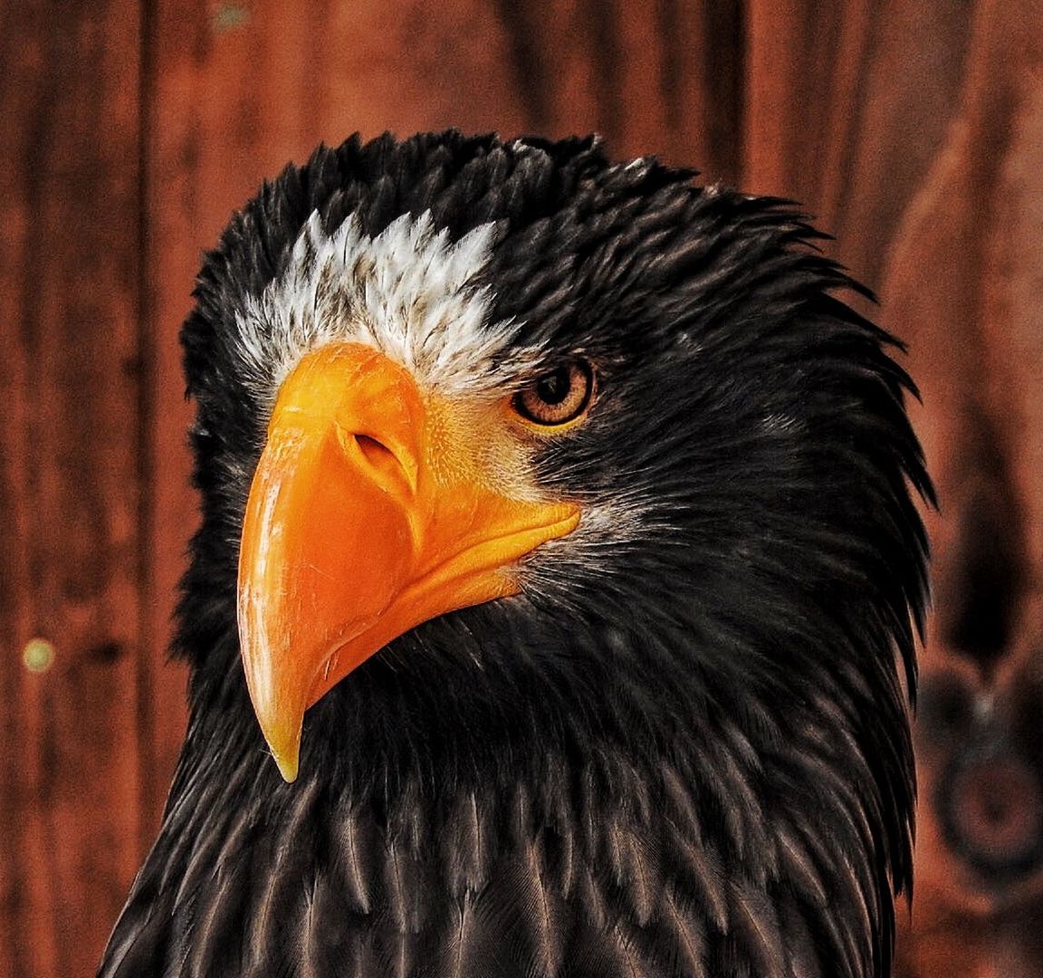 Close-up of steller sea eagle outdoors