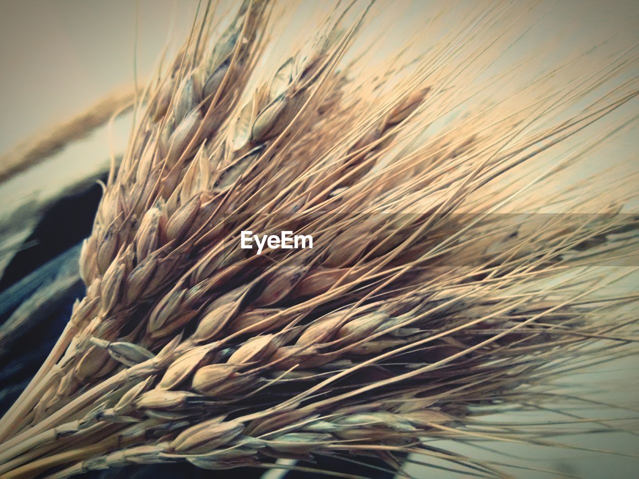 Close-up of wheat