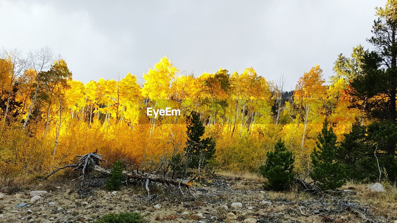 TREES ON FIELD DURING AUTUMN