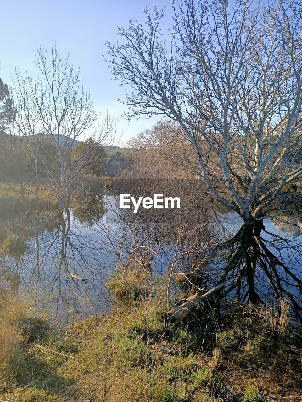 SCENIC VIEW OF BARE TREES BY LAKE