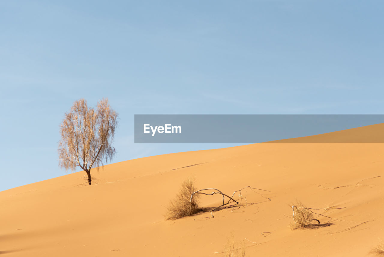 View from nature and landscapes of dasht e lut or sahara desert with rotten tamarisk tree . 