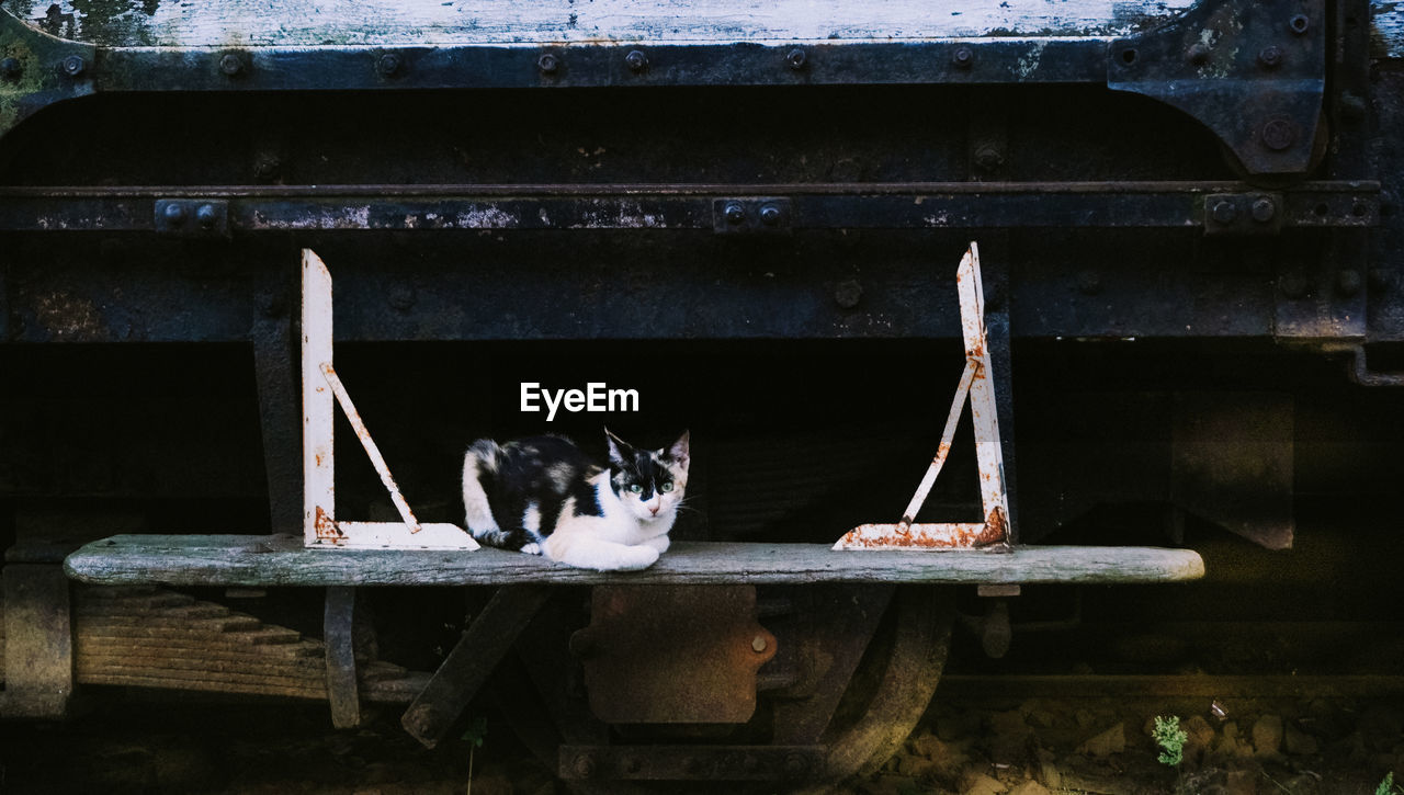 Portrait of a cat  laying on a stair of old train, close-up, selective focus. high quality photo