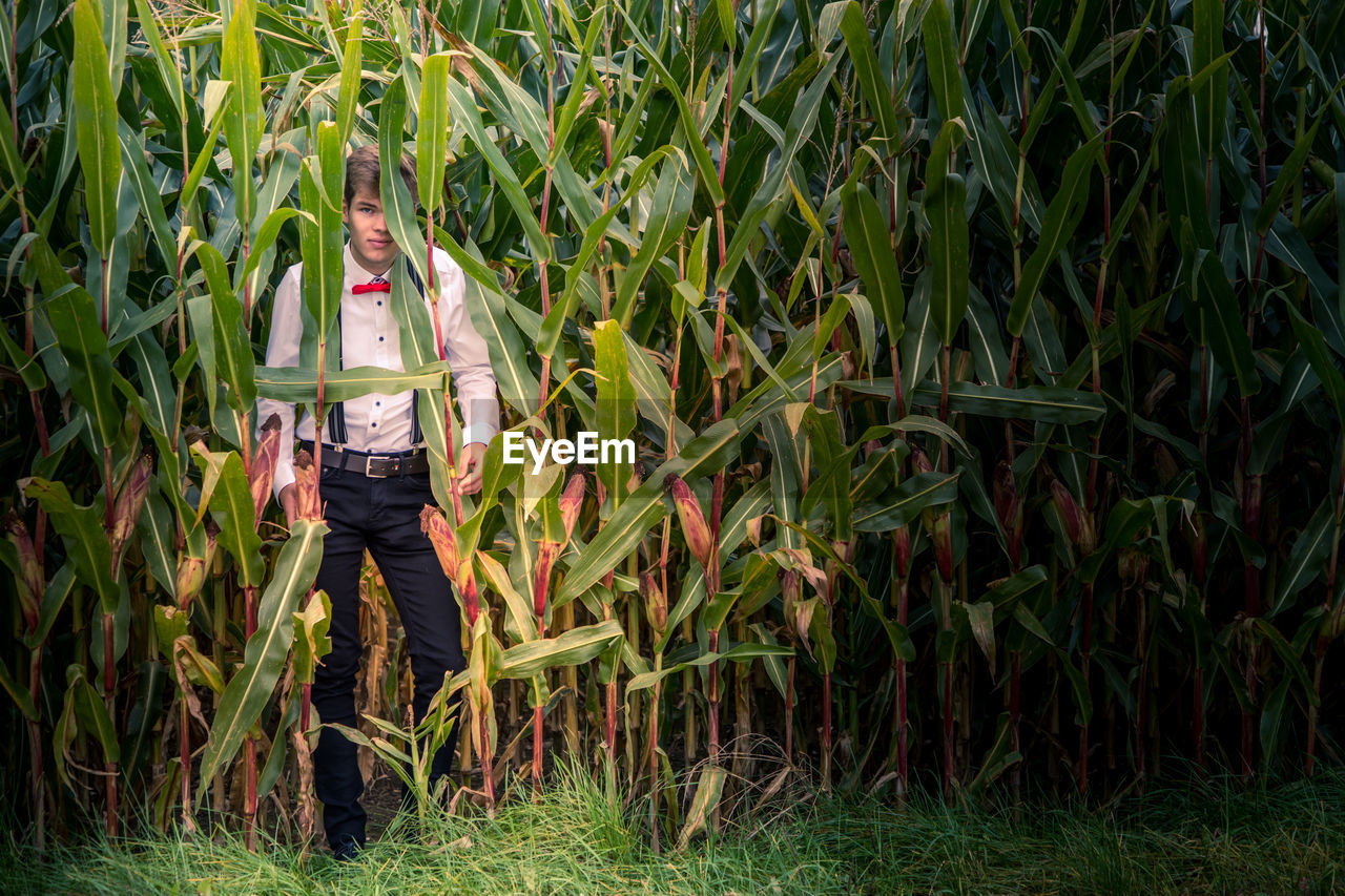 Peekaboo- young man with a red bow tie hiding in a cornfield