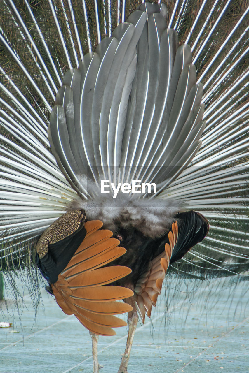 Close-up of bird perching outdoors