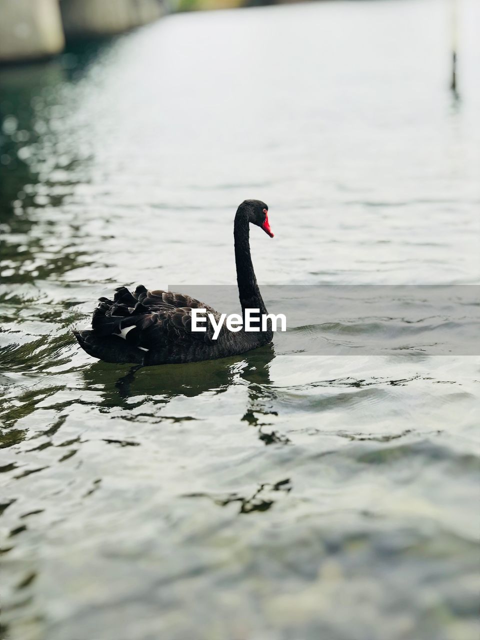 SWAN SWIMMING ON LAKE