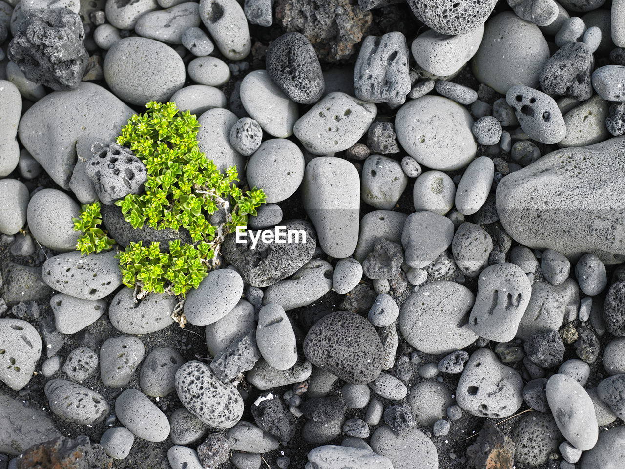 Green plant on rounded pebbles on a beach in iceland