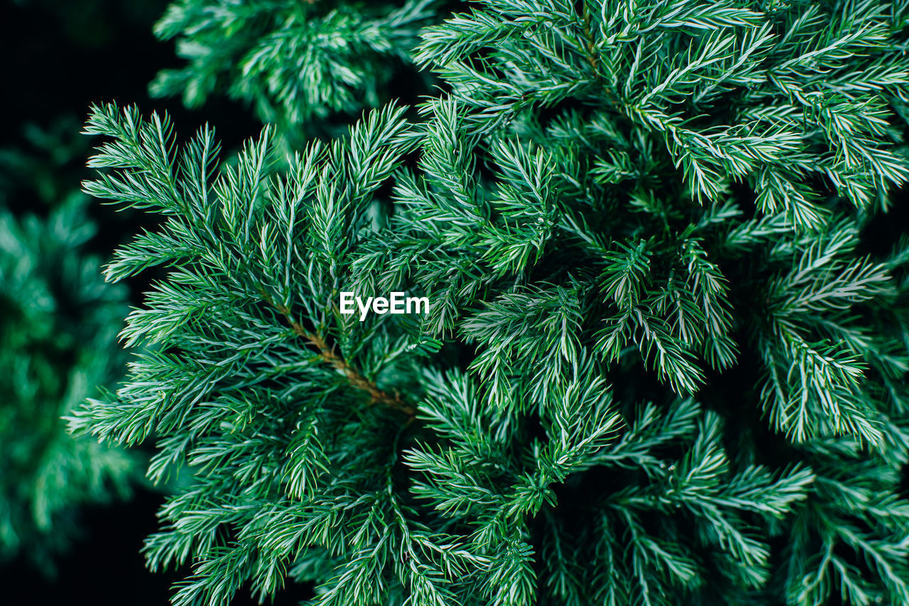 Top view of green fir tree leaves lush foliage natural background.