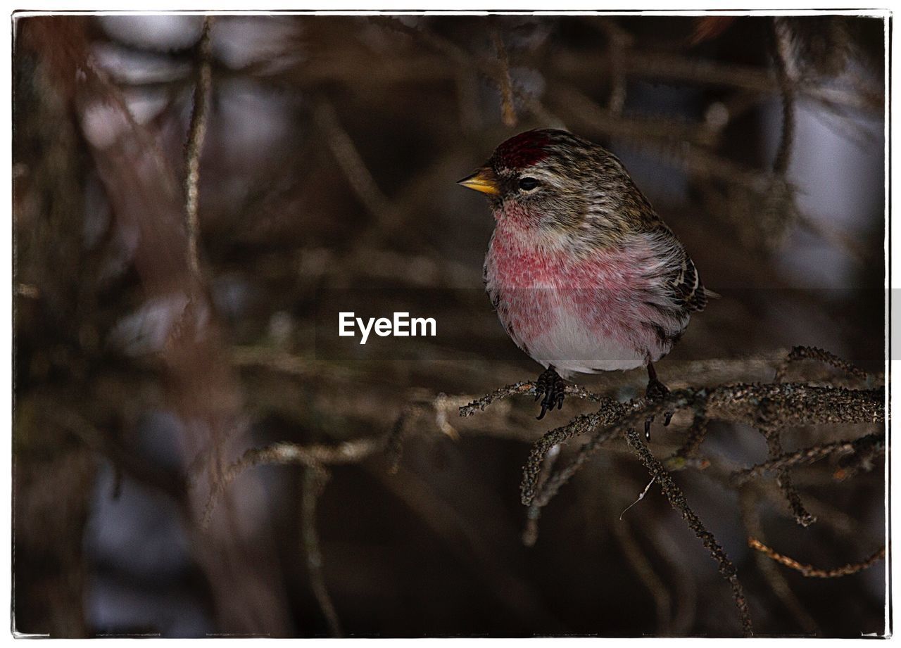 CLOSE-UP OF BIRD PERCHING ON GROUND