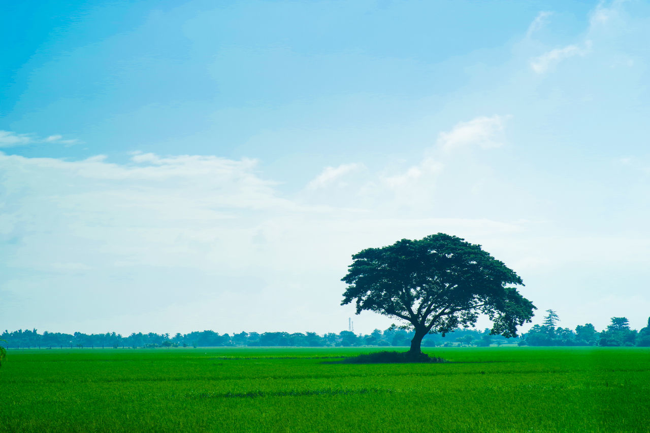 Scenic view of grassy field against sky