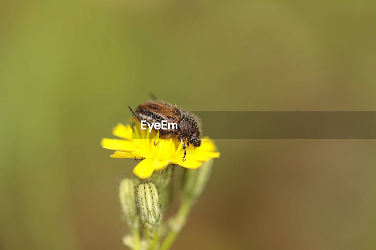 CLOSE-UP OF BUTTERFLY POLLINATING ON YELLOW FLOWER