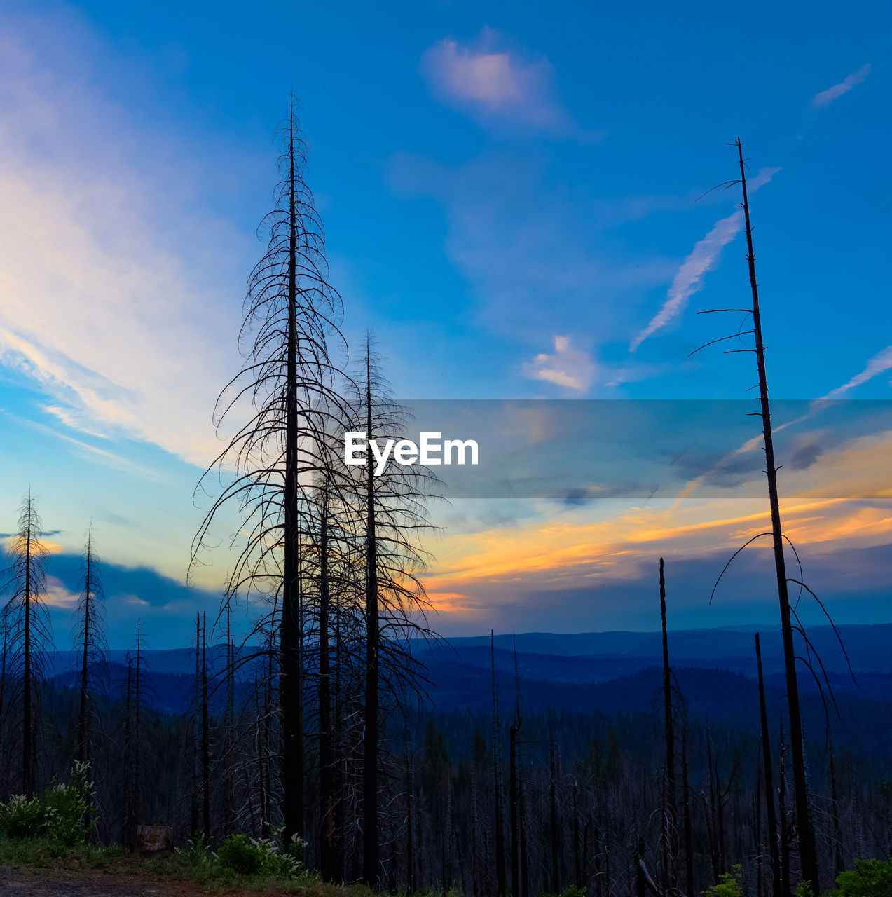 Low angle view of trees on landscape against sky