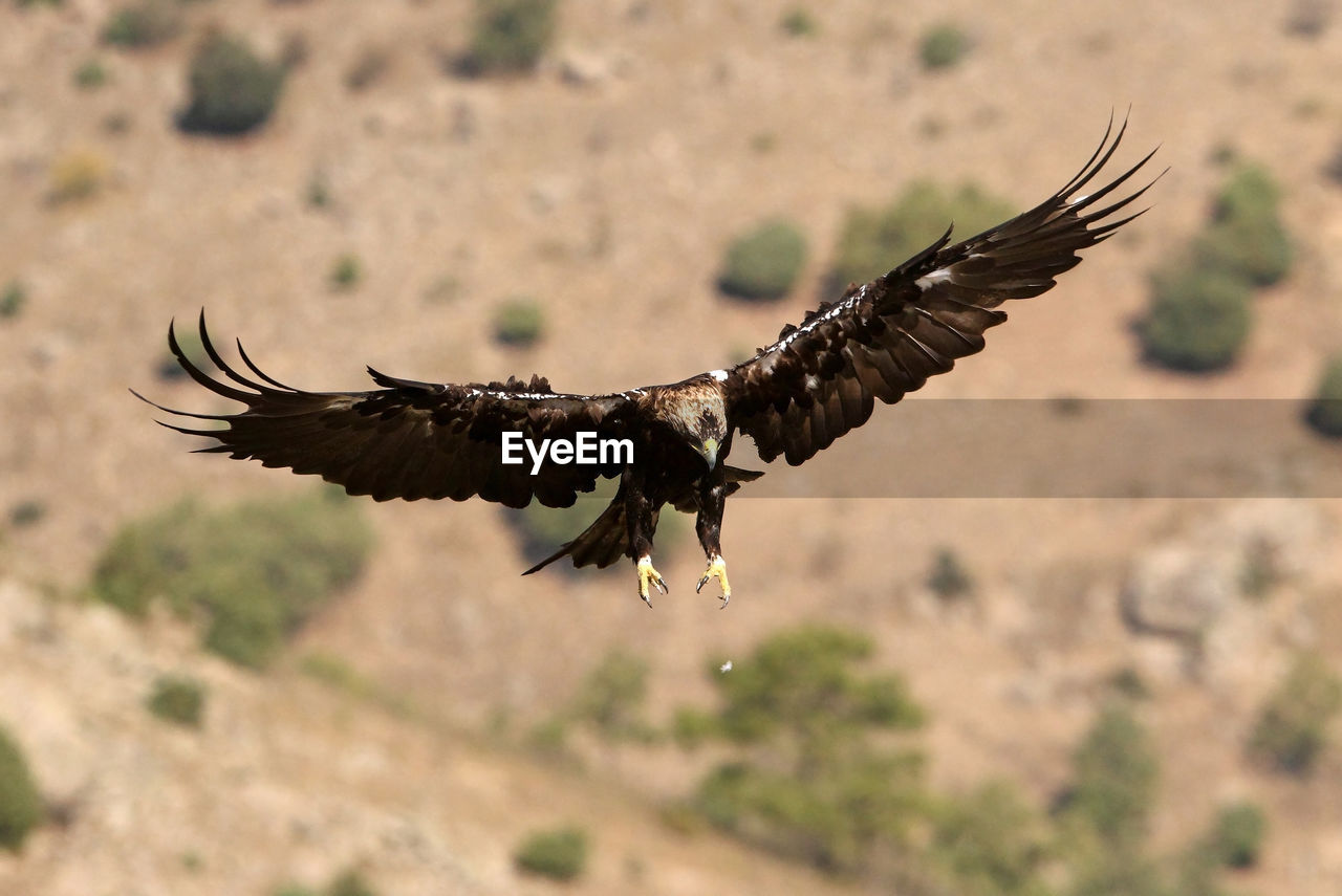 CLOSE-UP OF EAGLE