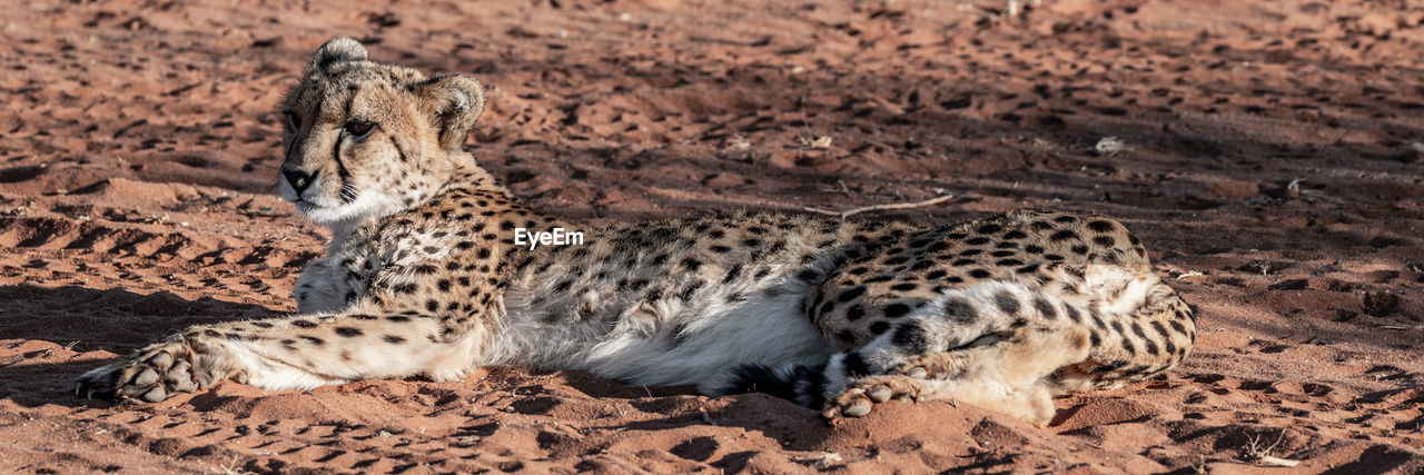 The cheetah in namibia