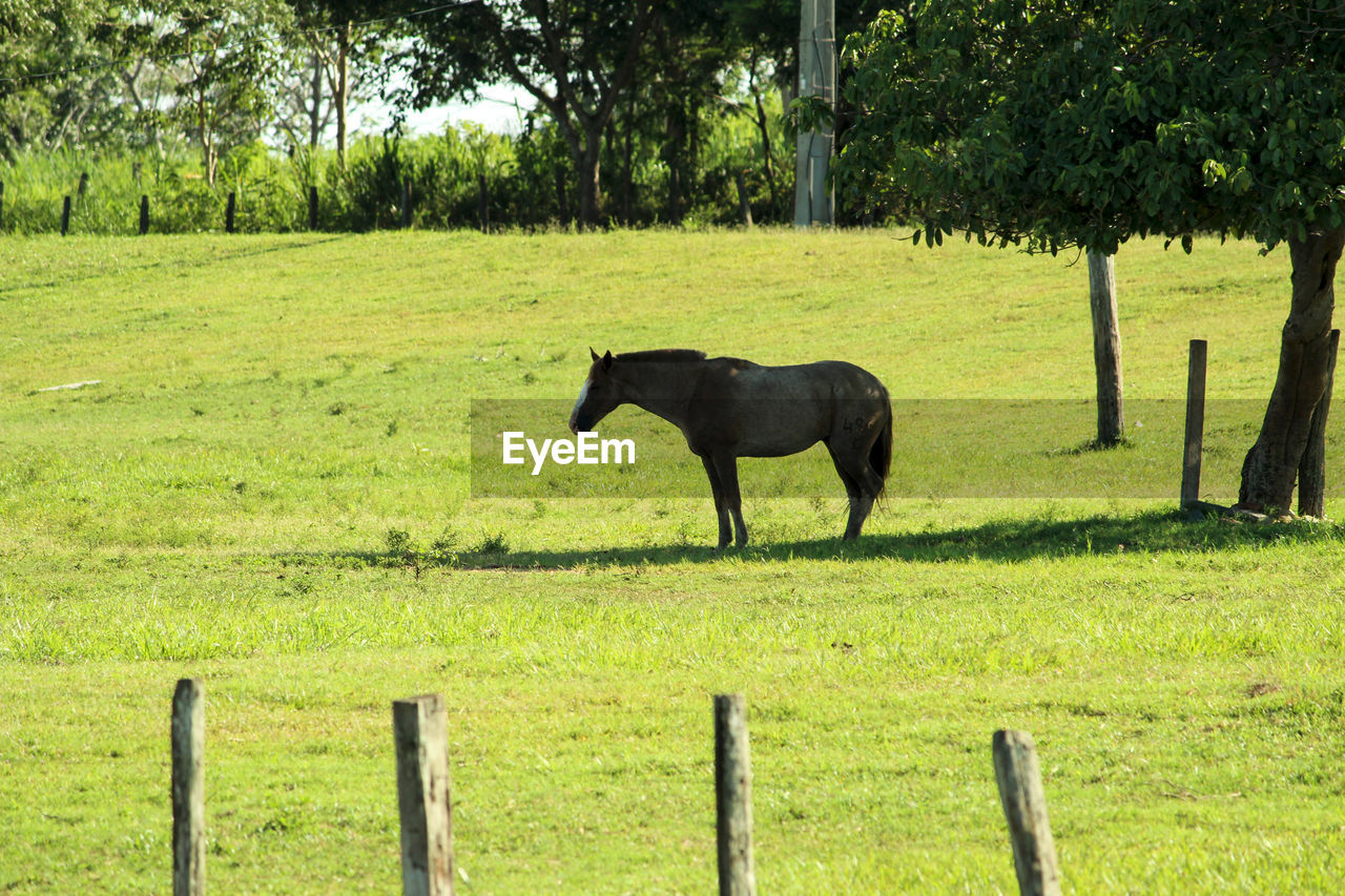 HORSE GRAZING IN FIELD