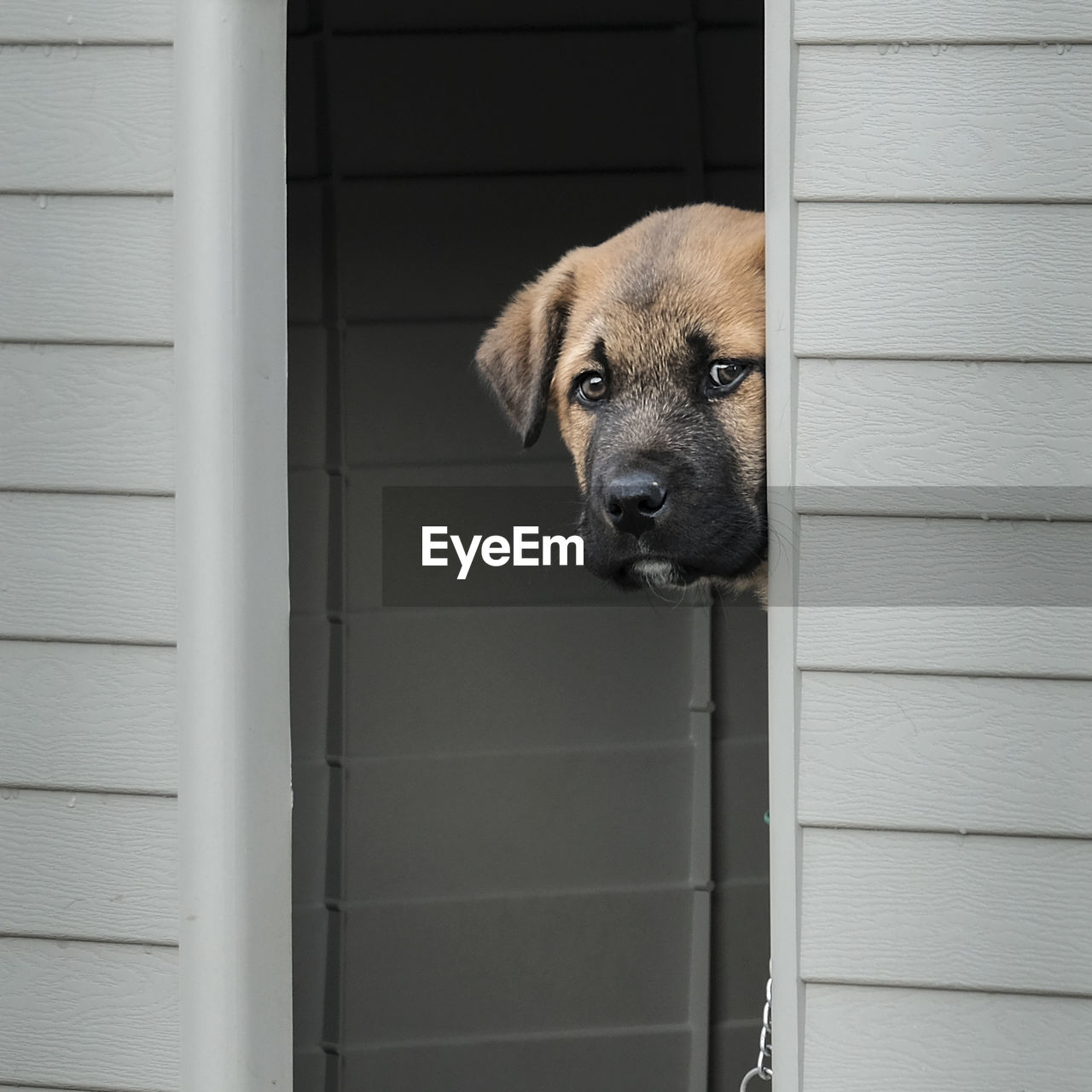 Close-up portrait of a dog