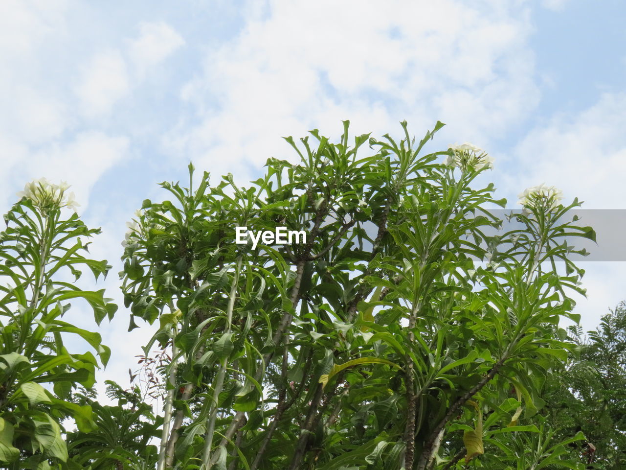 LOW ANGLE VIEW OF FLOWERING PLANTS AGAINST CLOUDY SKY