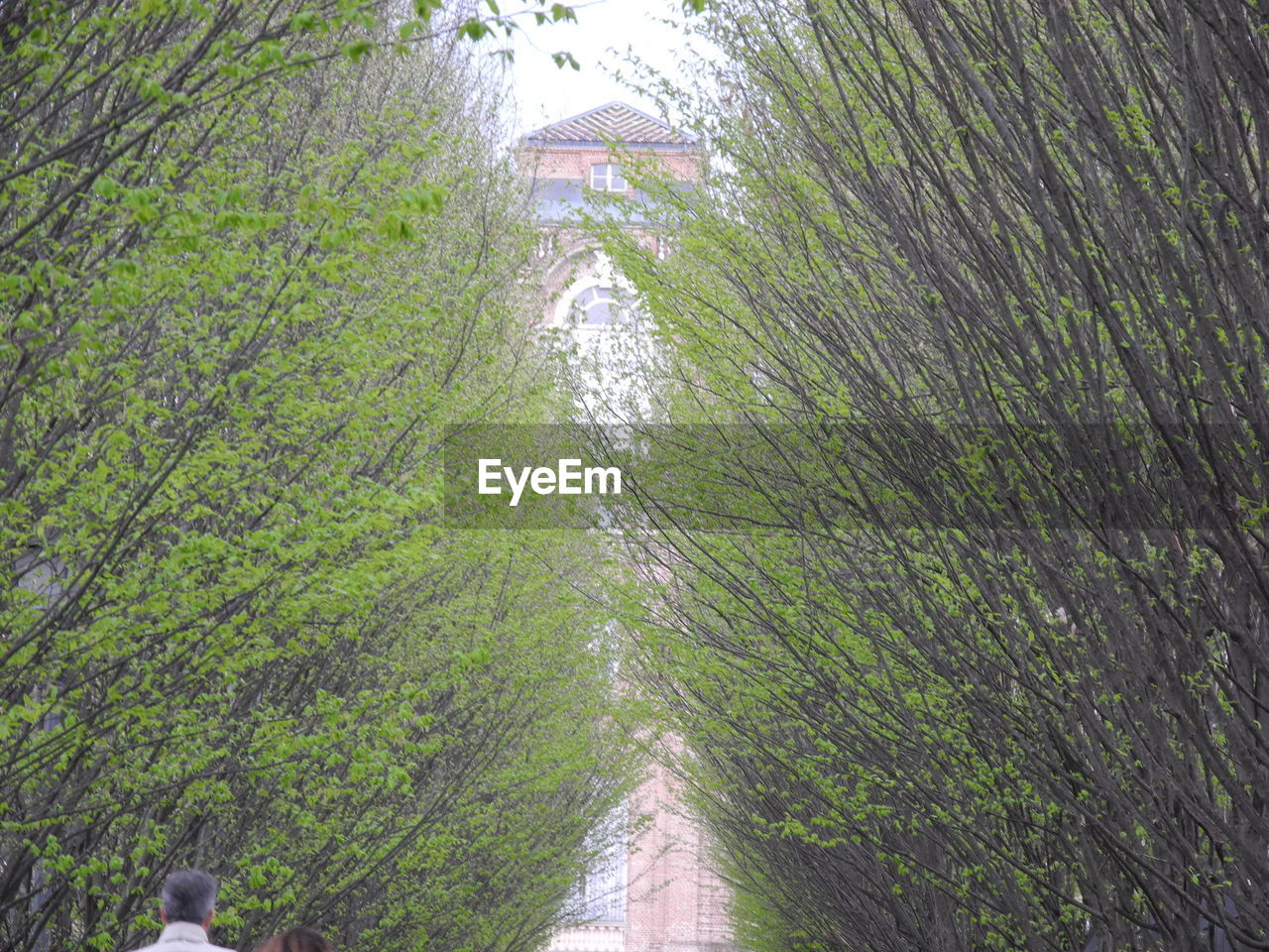 HIGH ANGLE VIEW OF TREES GROWING IN FOREST