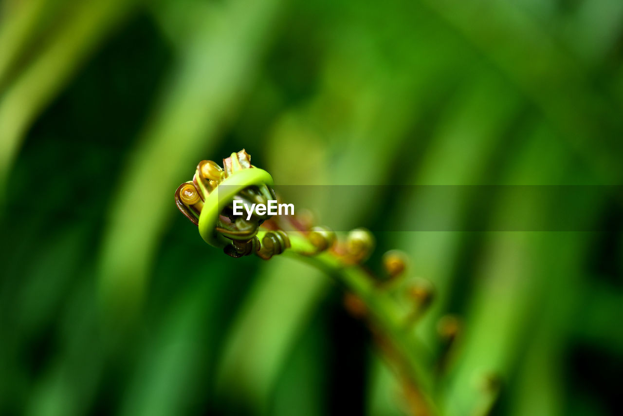 Close-up of plant growing in forest