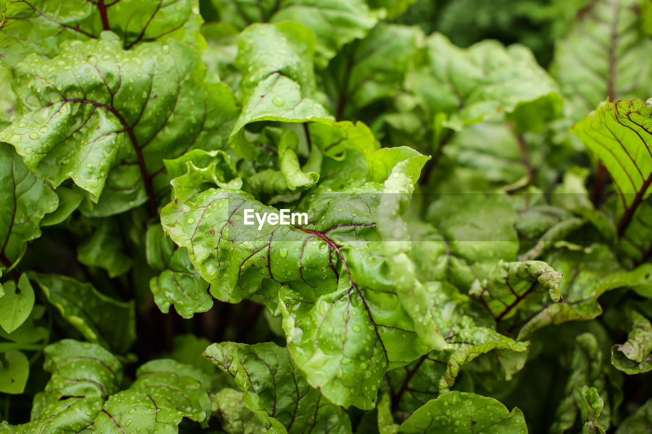 CLOSE-UP OF GREEN LEAVES