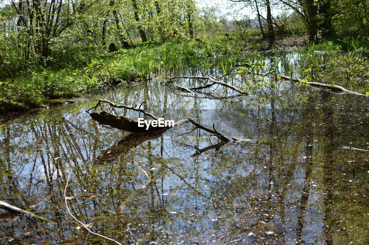 BIRD IN LAKE