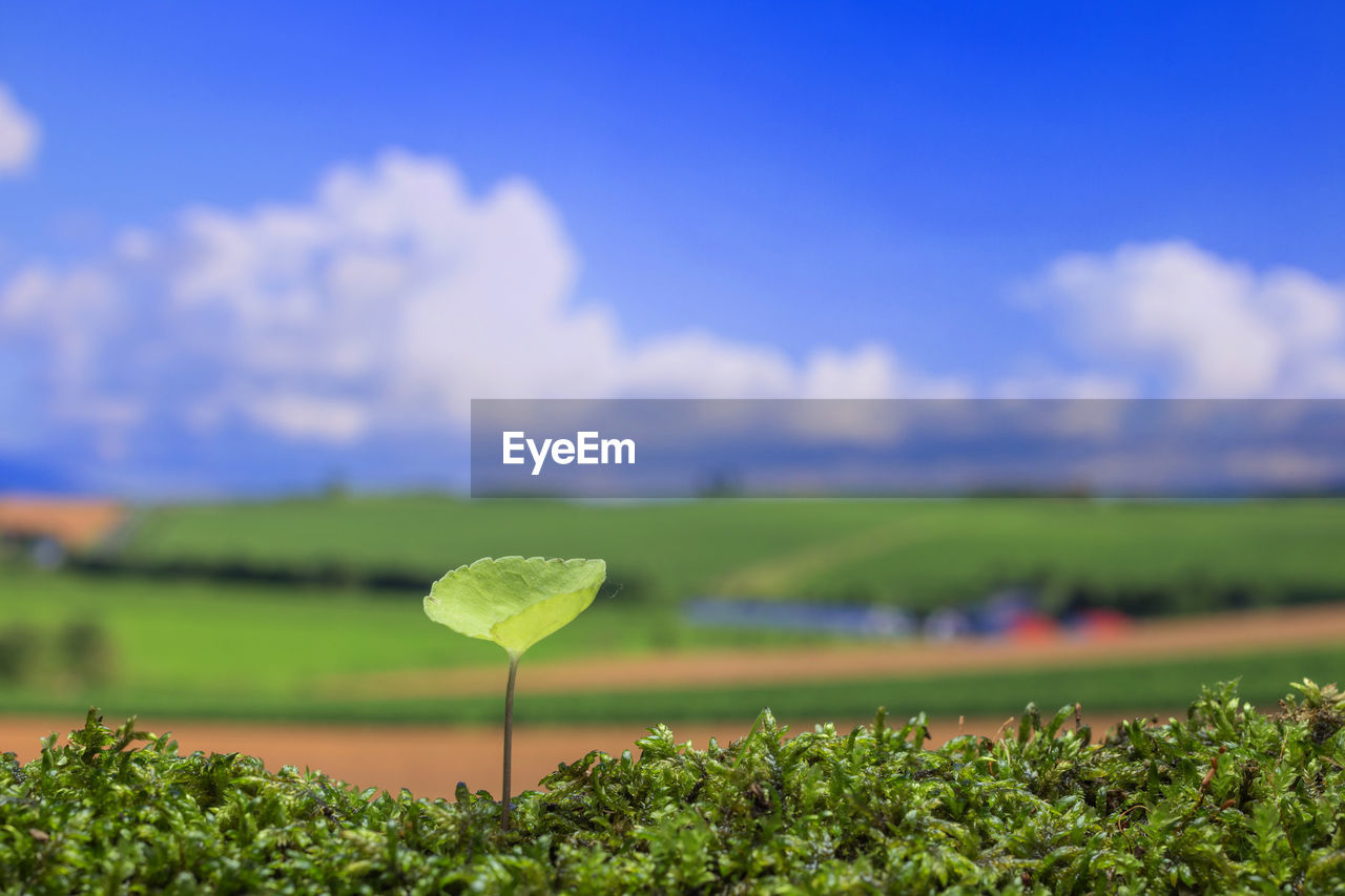 Plants growing on field against sky