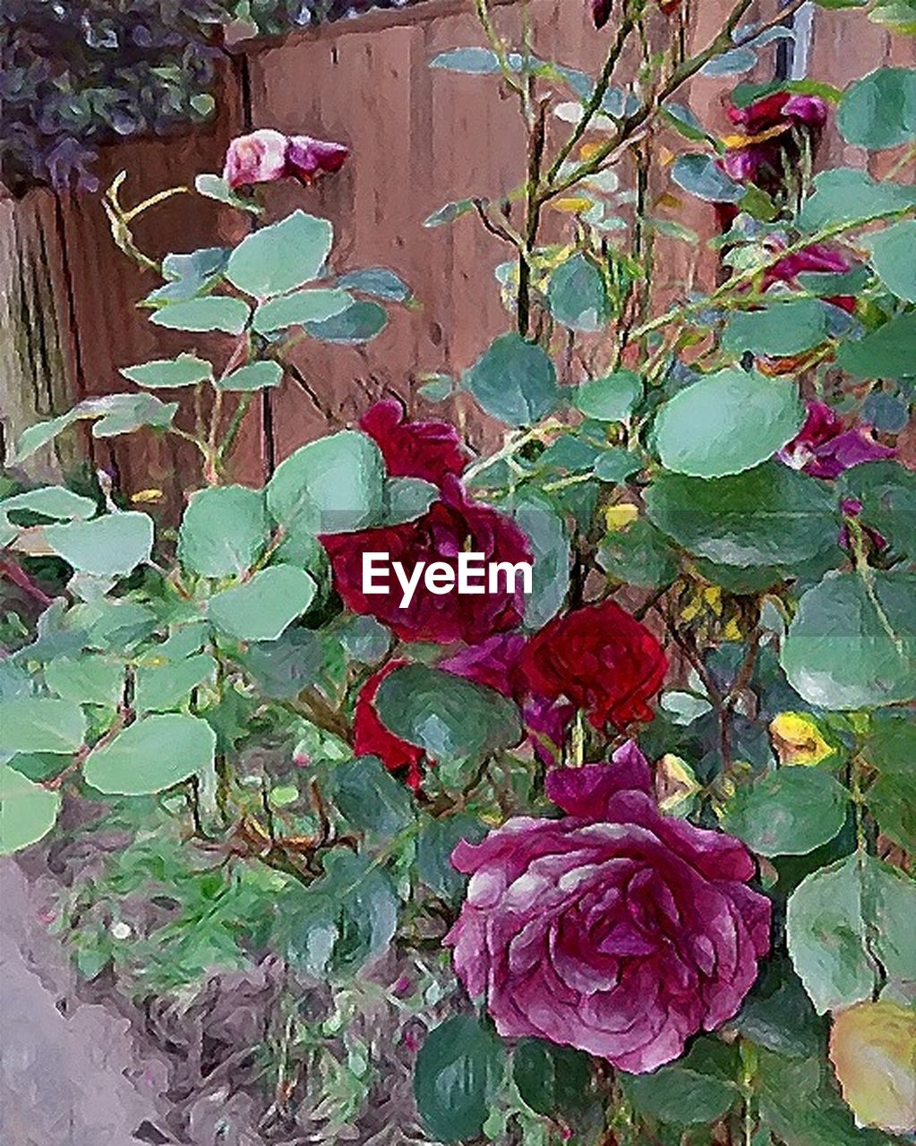 CLOSE-UP OF FLOWERS AND PLANTS