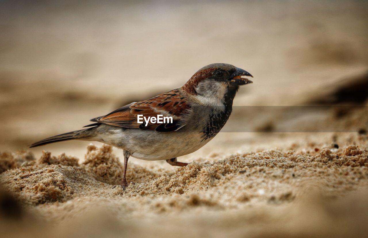 CLOSE-UP OF BIRD PERCHING ON SHORE