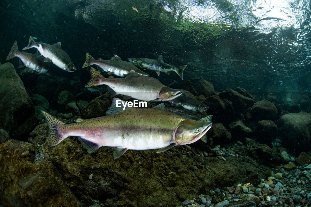 Pink salmon's run in rausu, hokkaido , japan