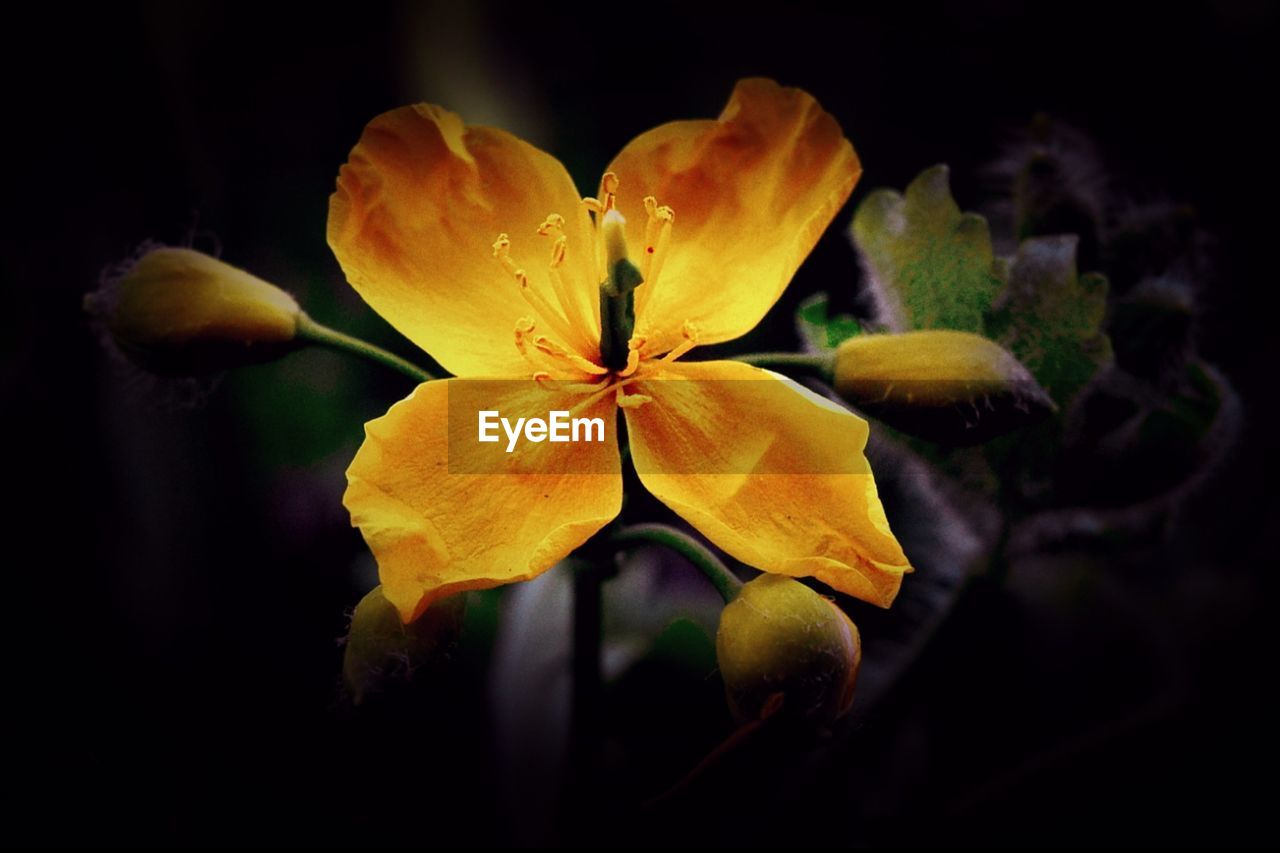 CLOSE-UP OF YELLOW FLOWERS BLOOMING IN BLACK BACKGROUND