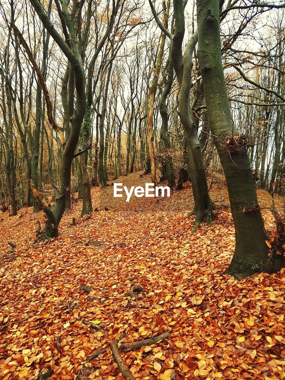 Trees in forest during autumn