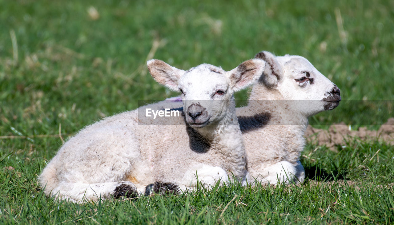 SHEEP IN A FIELD