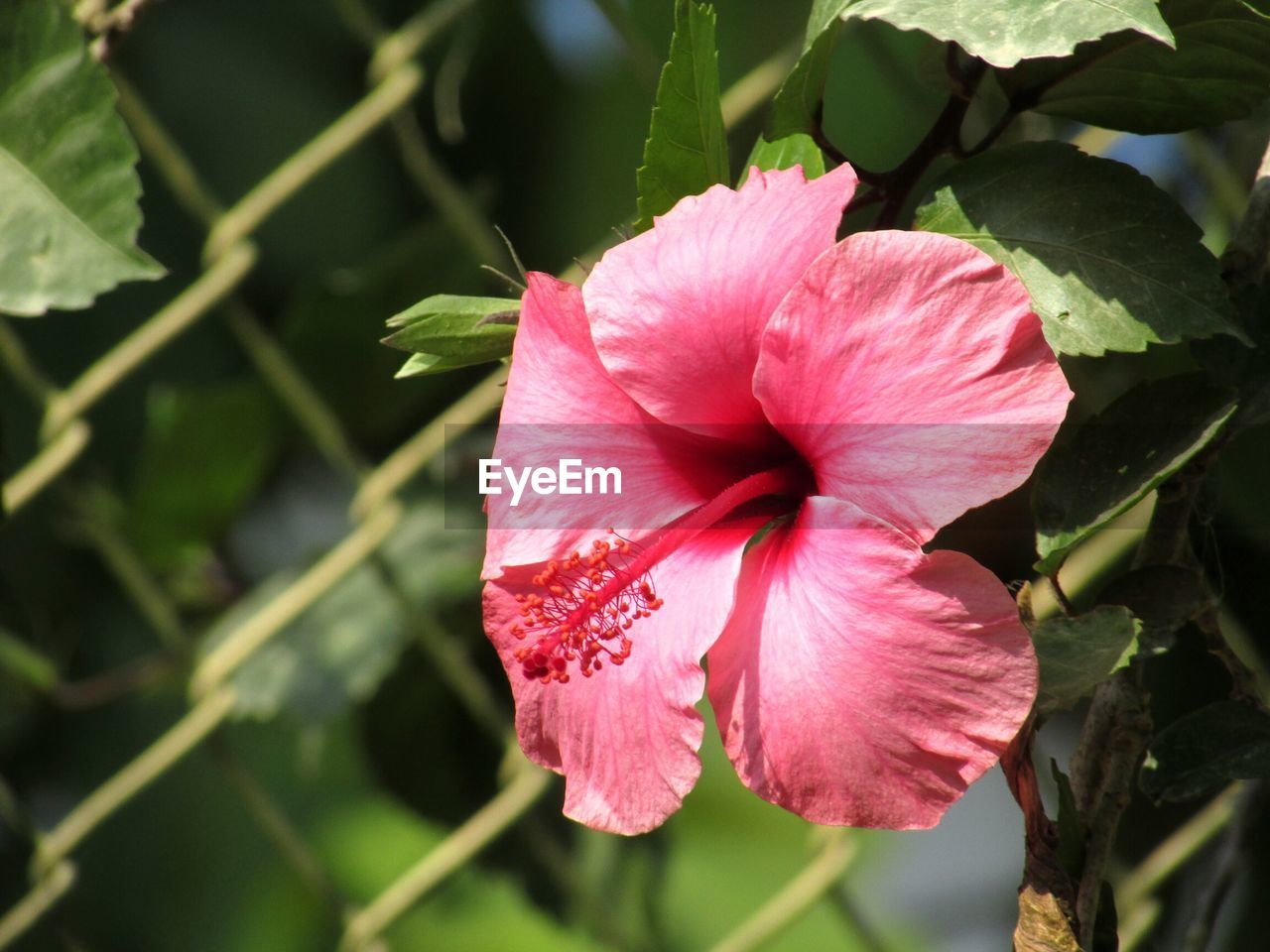CLOSE-UP OF PINK HIBISCUS BLOOMING