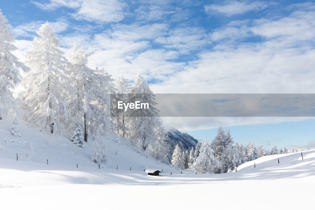 Winter forest landscape with snowy fir trees. austrian alps