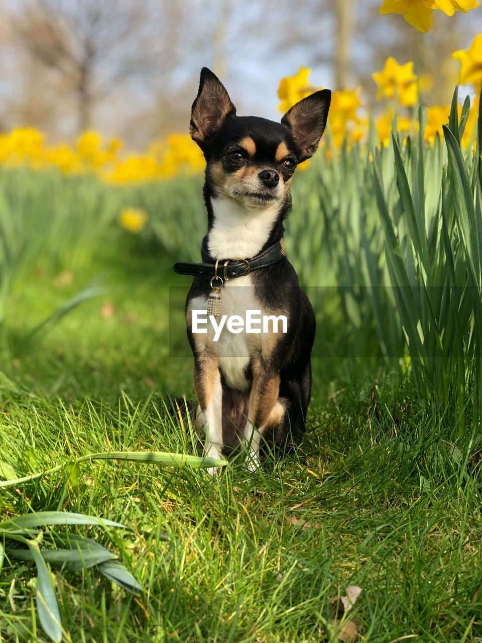 PORTRAIT OF A DOG ON GRASS