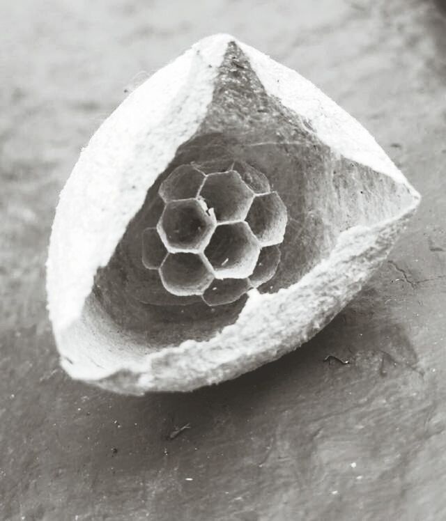 Close-up of honeycomb nest on ground