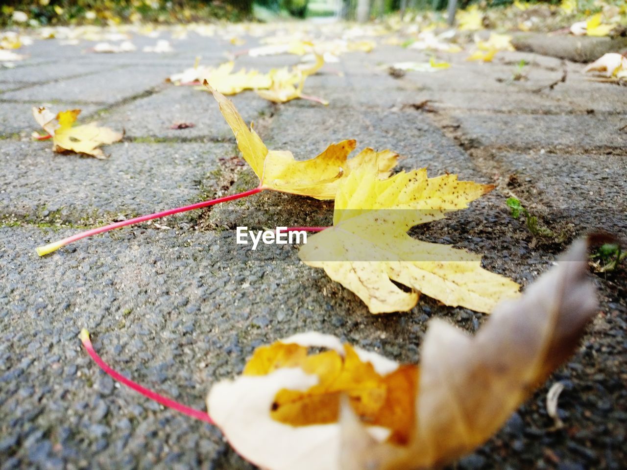 CLOSE-UP OF YELLOW AUTUMN LEAF ON GROUND