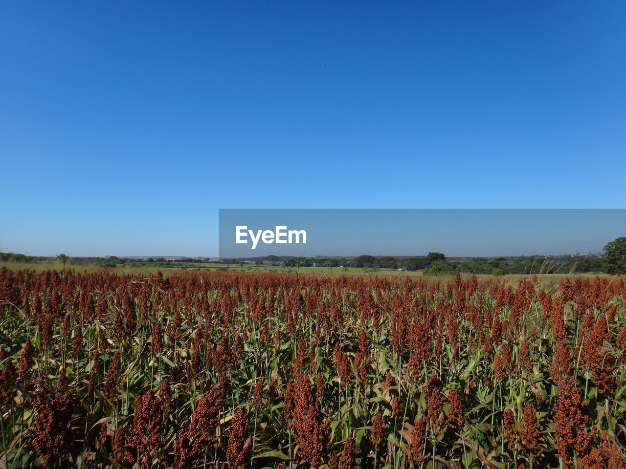 FIELD AGAINST CLEAR BLUE SKY