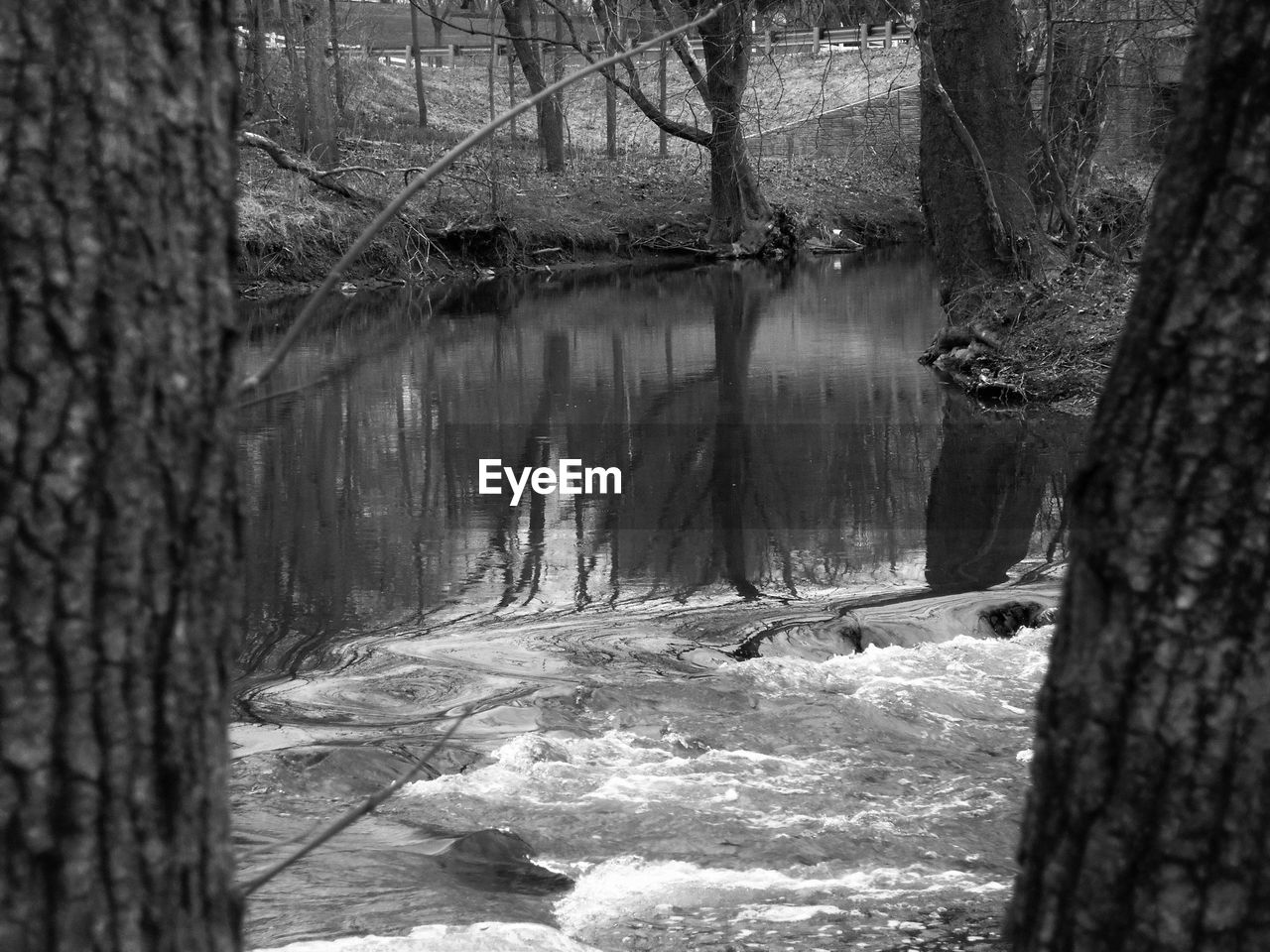 SCENIC VIEW OF RIVER IN FOREST