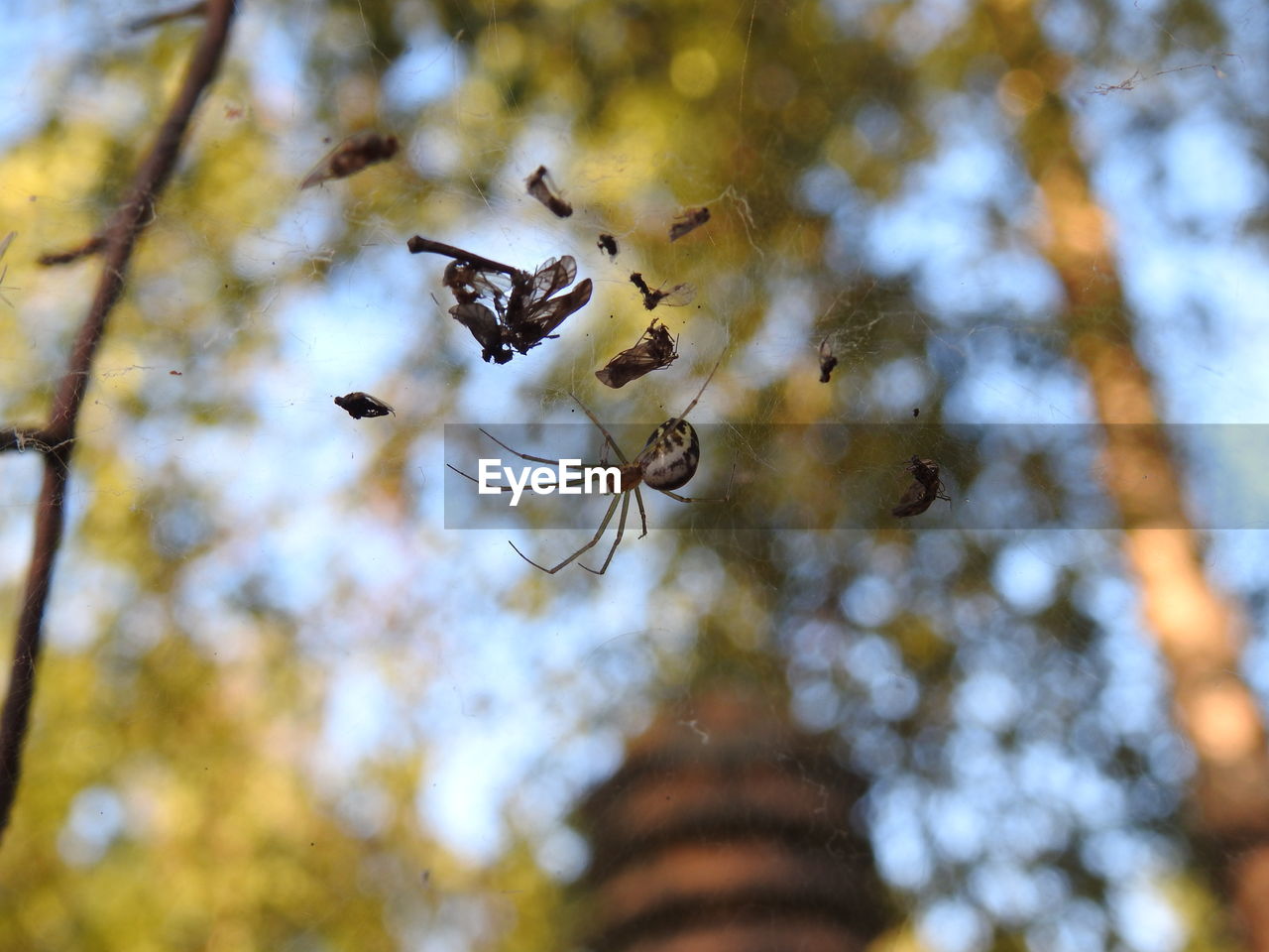 LOW ANGLE VIEW OF BIRDS PERCHING ON WEB AGAINST SKY