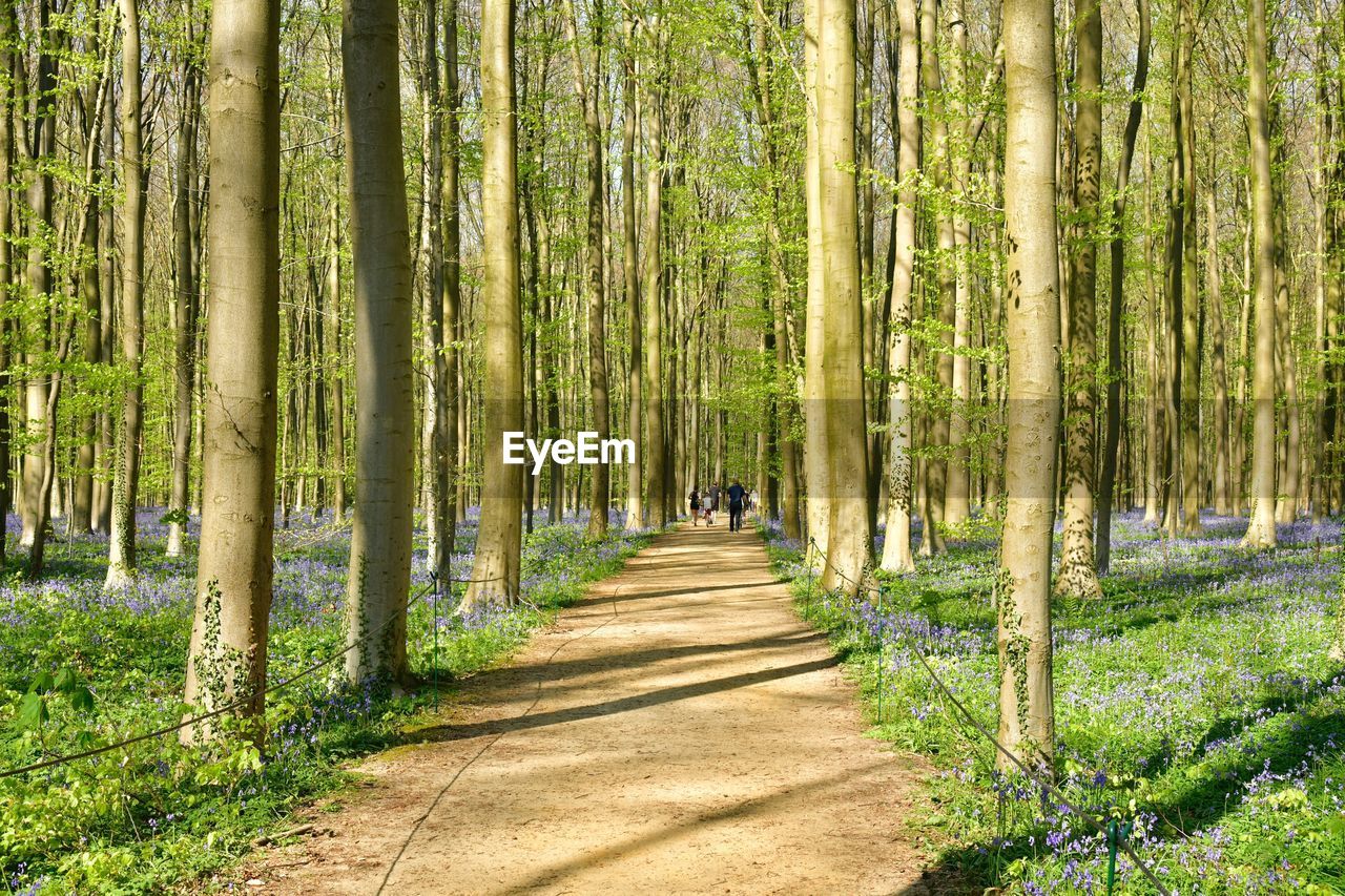 Footpath amidst trees in forest