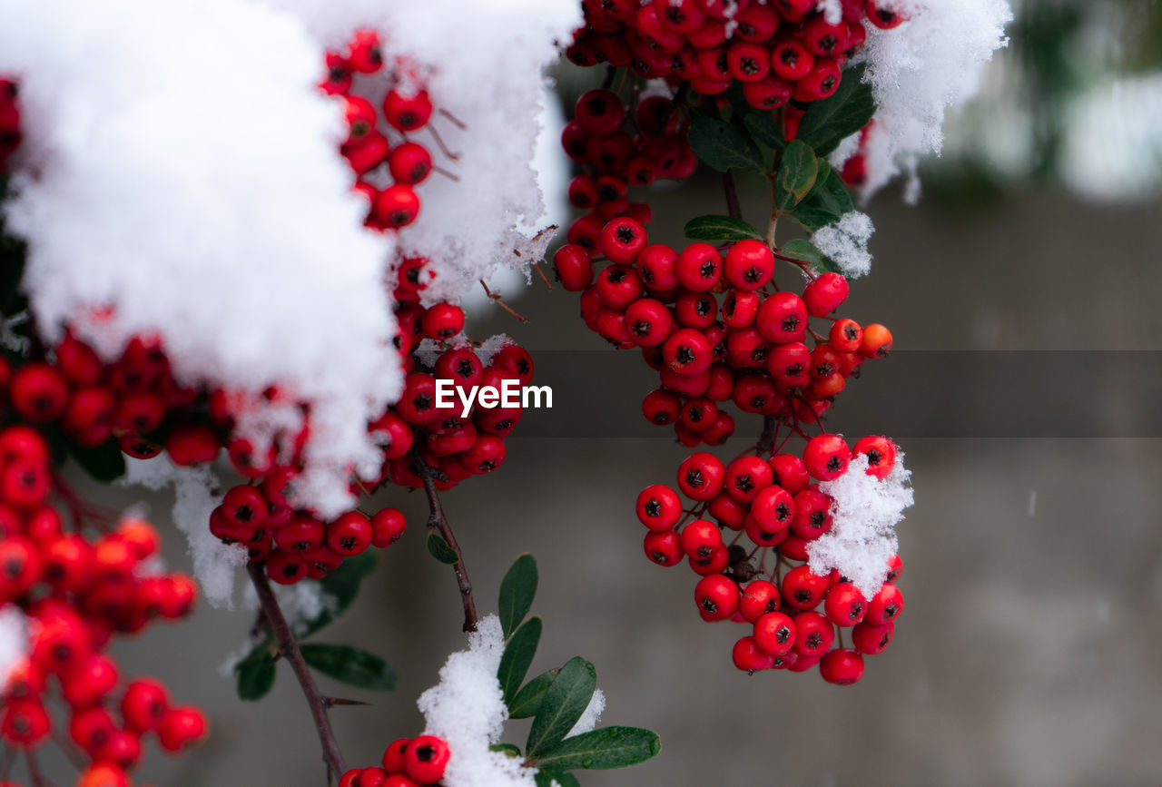 Close-up of red berries on plant