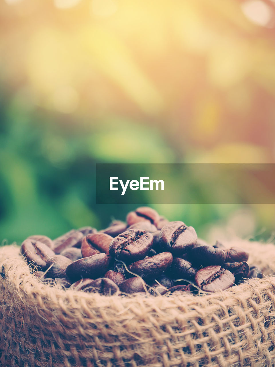 CLOSE-UP OF PINE CONE