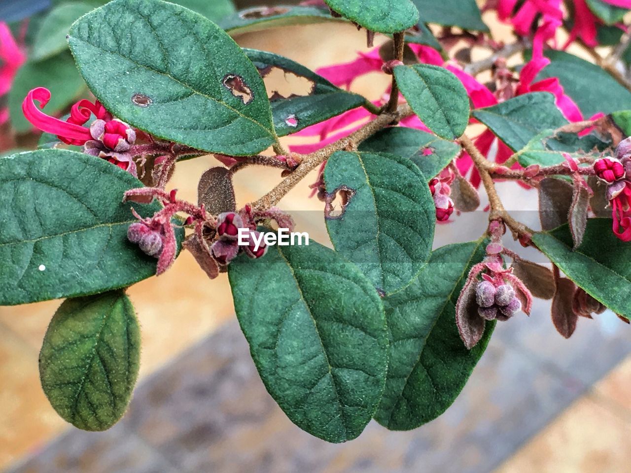 CLOSE-UP OF FRESH GREEN PLANT