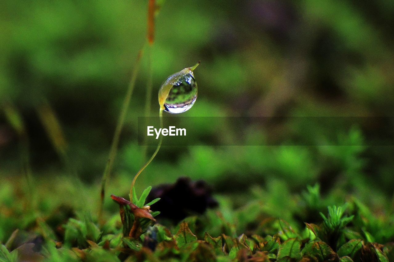 Close-up of water drop on grass