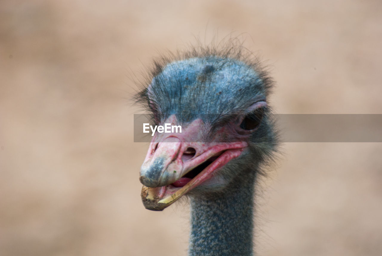 Close-up of ostrich with beak open