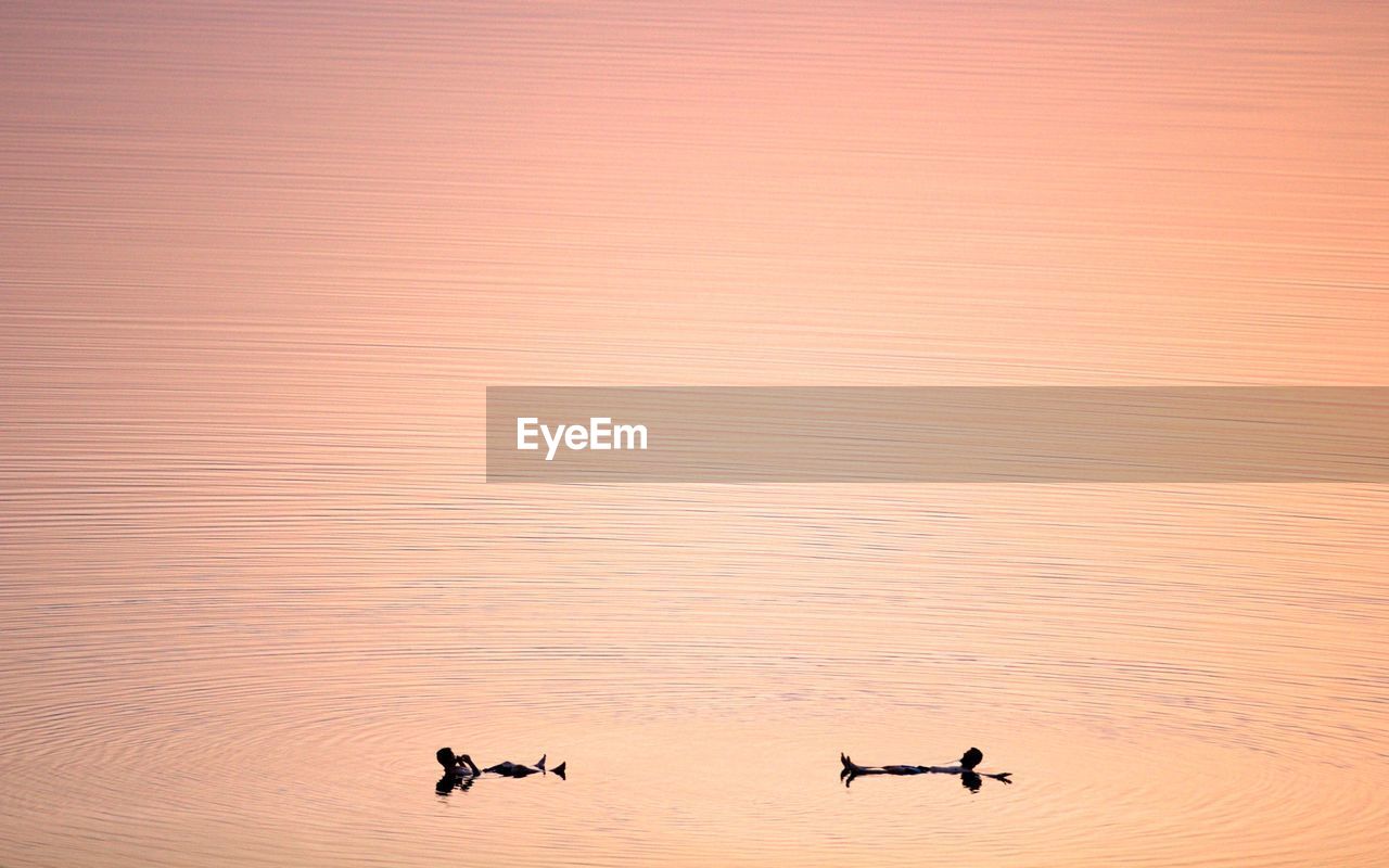 Silhouette men swimming on lake during sunset