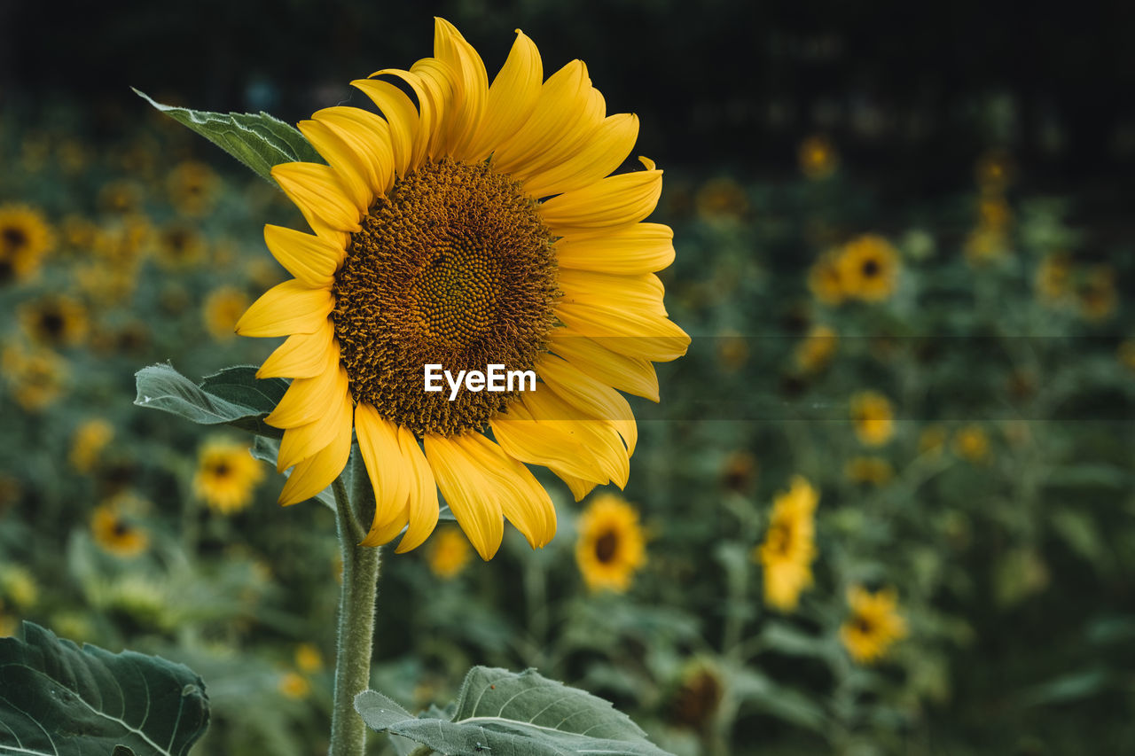 Close-up of yellow sunflower