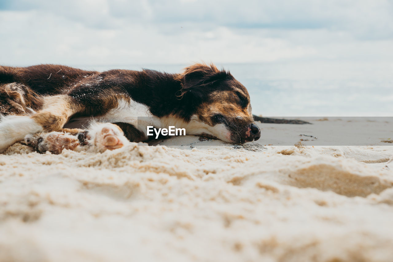 DOG LYING DOWN ON SAND